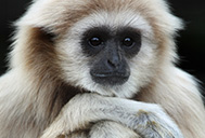Lar gibbon