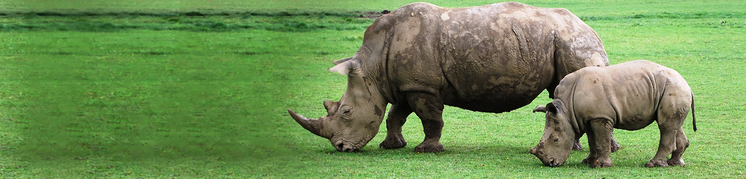 main-image-rhino-on-the-lawn