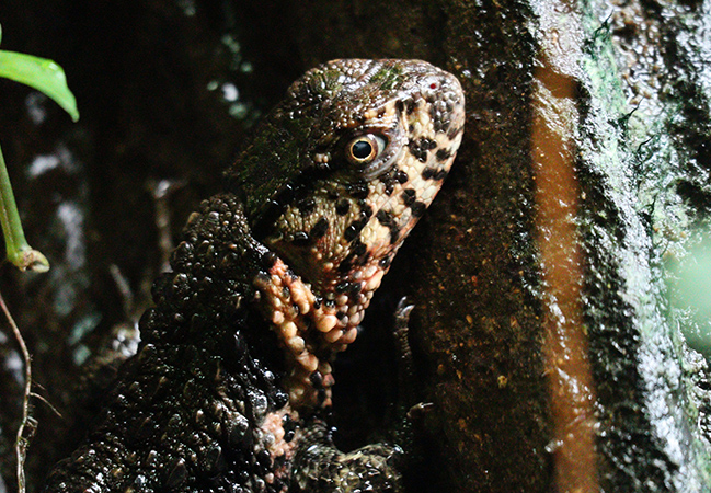 Chinese Crocodile Lizard, Shinisaurus crocodilurus