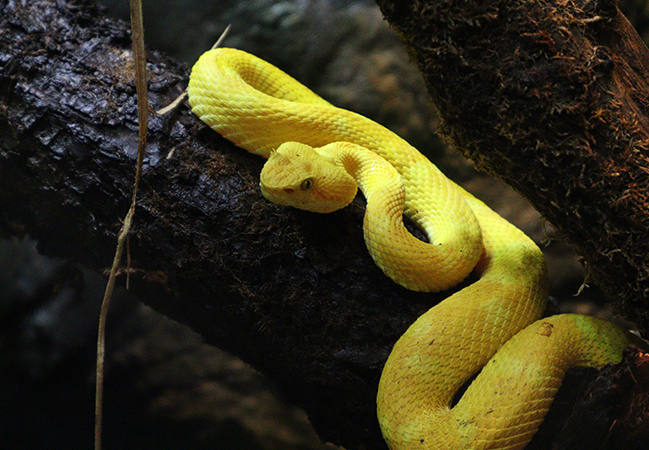 Eyelash Viper, Bothriechis schlegelii