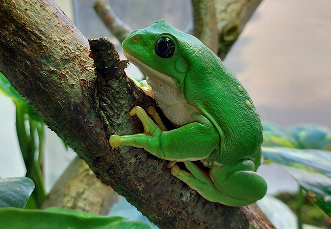 Mexican Giant Tree Frog