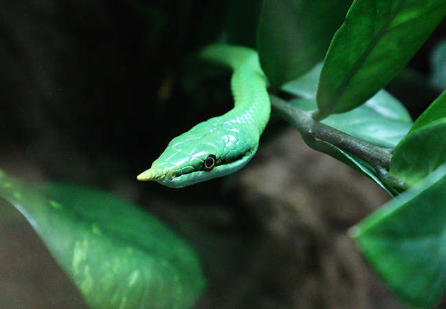 Rhinoceros Ratsnake, Gonyosoma boulengeri