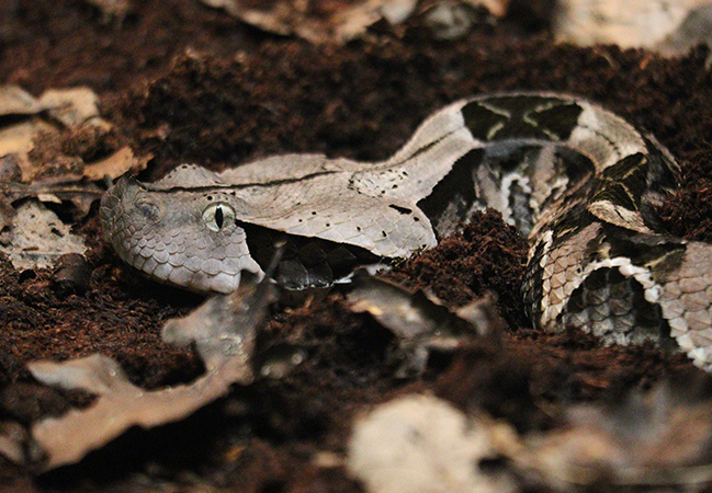 Western Gaboon Viper, Bitis rhinoceros
