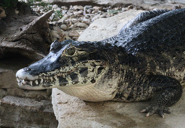 Yacare Caiman, Caiman yacare