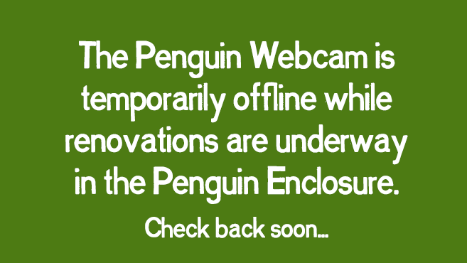 The Penguin Webcam is temporarily offline while renovations are underway in the Penguin Enclosure.