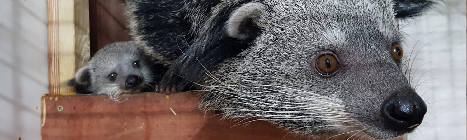 Coconut and Himala in nest box