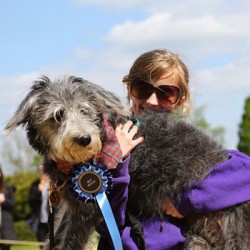 Best Rescue dog Ivy the Lurcher (held by handler Ellen)