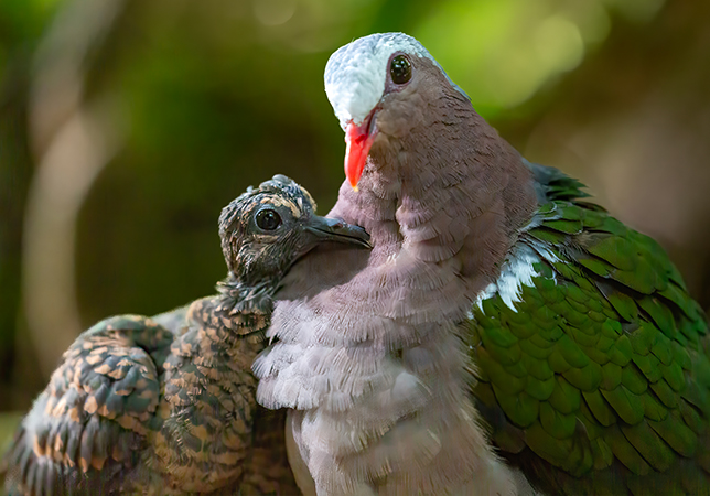 Emerald Dove chick and its mum. Photo credit: Philip Joyce
