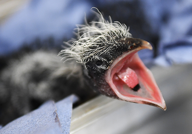 First Successfully Hand Reared Greater Coucal Bird. Photo credit: Paul Nicholls Photography