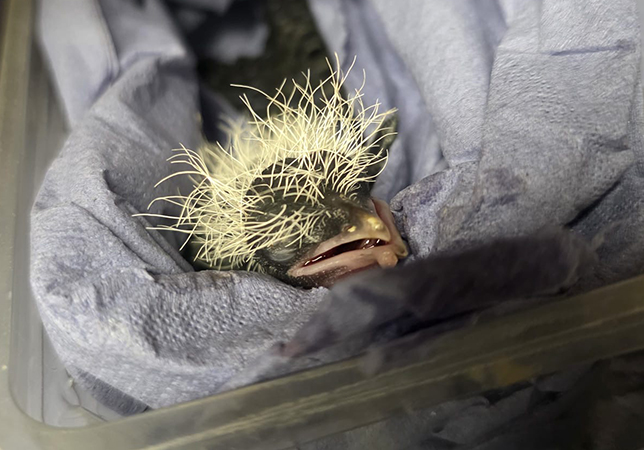 Skunk aged 3 days old. Photo credit: Bird Keeper Laura Spooner