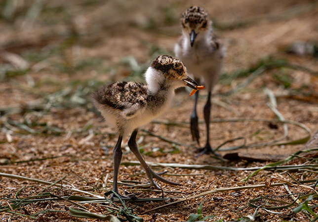 Blacksmith Plover chicks. Photo credit: Philip Joyce