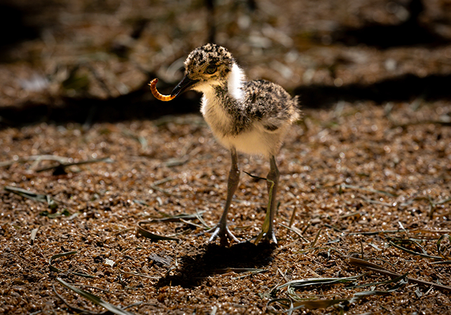 Blacksmith Plover chick with a worm. Photo credit: Philip Joyce