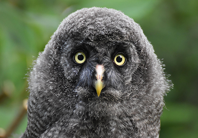 Great grey owl fledgling