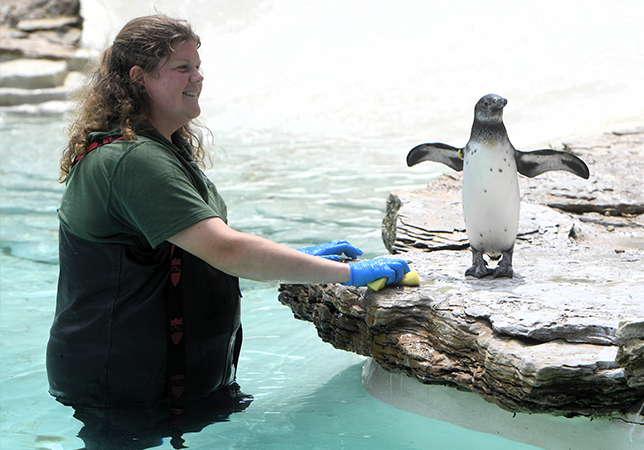 Pippin the hand reared penguin helping bird keeper Laura Spooner at the penguin pool at the Cotswold Wildlife Park