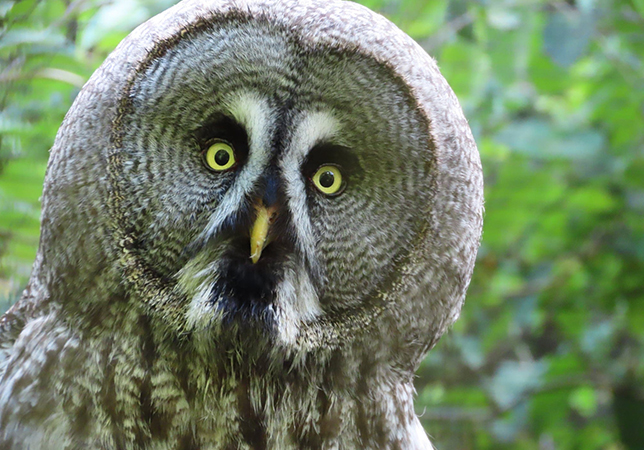 Great grey owl