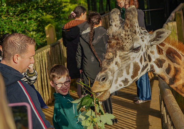 Feeding and getting eye to eye with the Giraffes. Photo credit: Rebecca Farrow