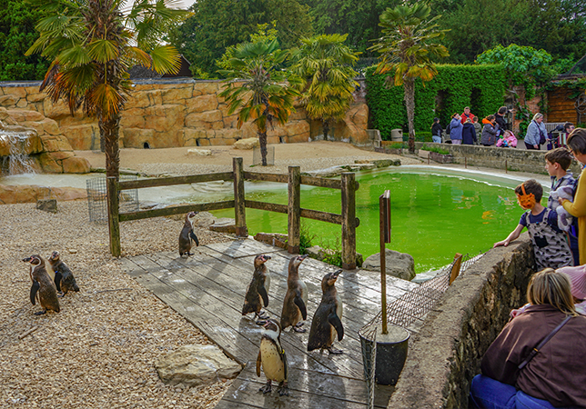 Watching the penguins at Dreamnight 2026. Photo credit: Rebecca Farrow