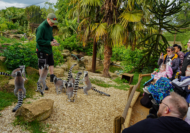 In with the Lemurs, Primate Keeper Ethan giving a special Lemur talk for Dreamnight 2026. Photo credit: Rebecca Farrow