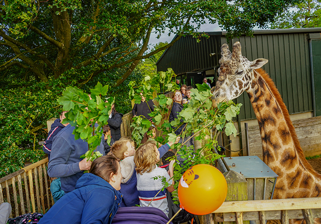 Giraffes being fed by invited guests for Dreamnight 2026. Photo credit: Rebecca Farrow