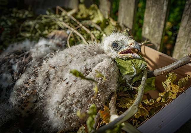 Two new birds of prey chicks from Cotswold Falconry Centre. Photo credit: Rebecca Farrow