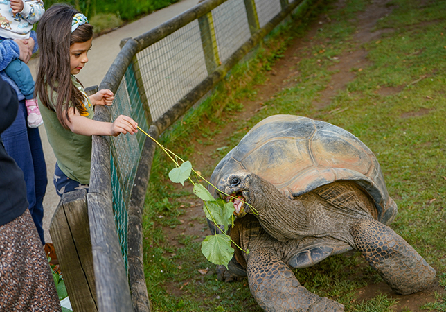 The Giant Tortoise feeding. Photo credit: Rebecca Farrow
