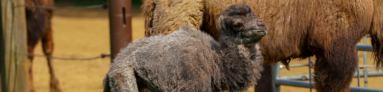 Klaus the baby Bactrian Camel aged one day old. Photo credit: Rebecca Farrow