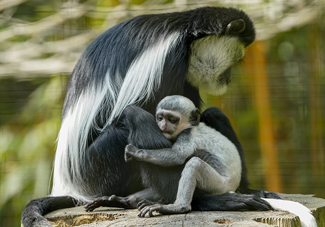 Colobus Monkey baby cuddling mum Lexi. Photo credit: Rebecca Farrow