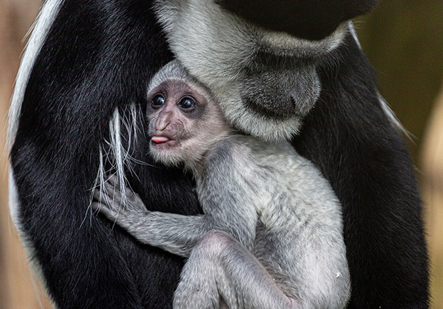 Colobus Monkey baby with mum Lexi. Photo credit: Philip Joyce