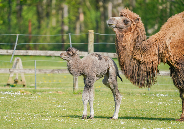 Klaus the baby Bactrian Camel aged one day old with mum Cleo. Photo credit: Rebecca Farrow