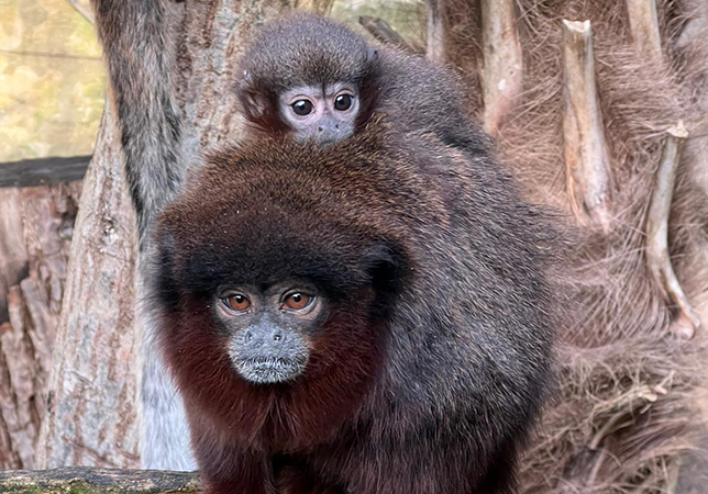 Titi Monkey baby on dad Peter's back. Photo by Primate, Small Mammal and Bird Keeper Sophie