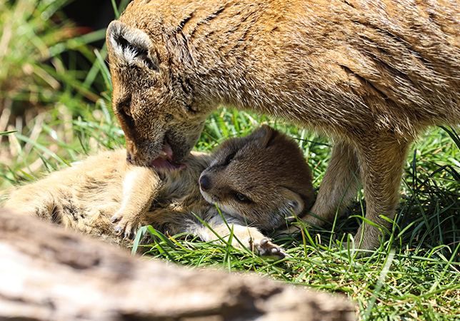 New dad Chip the Yellow Mongoose grooming one of his pups. Photo credit: Brian Lilly