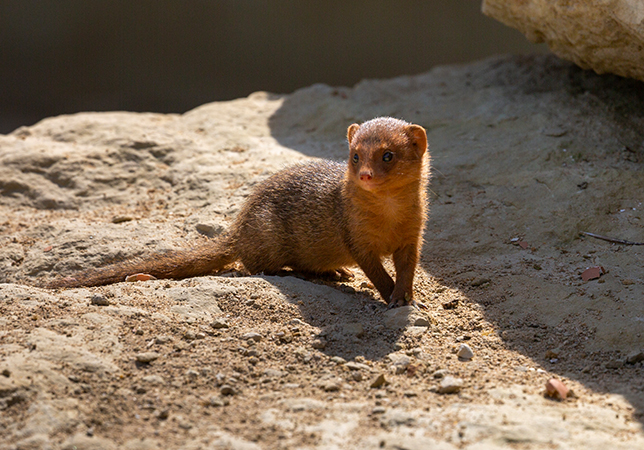 New Dwarf Mongoose pup. Photo credit: Philip Joyce