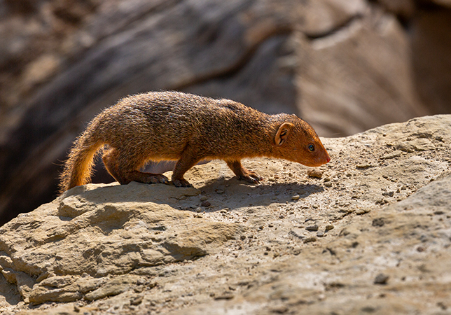 New Dwarf Mongoose pup. Photo credit: Philip Joyce