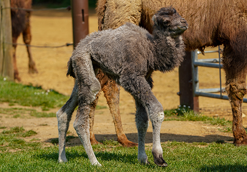 Klaus the baby Bactrian Camel aged one day old. Photo credit: Rebecca Farrow