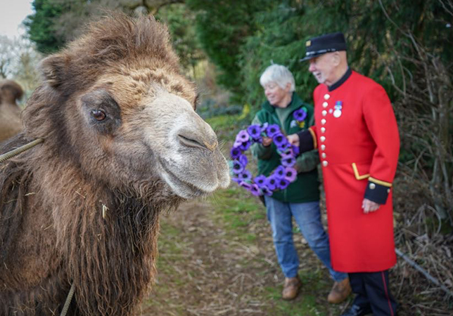 Roy and Mandy with an inquisitive Camel (Photo credit: Rebecca Farrow)
