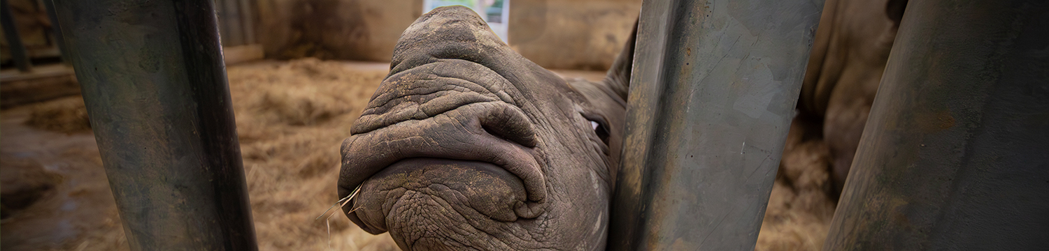 Marcus the new baby Rhino