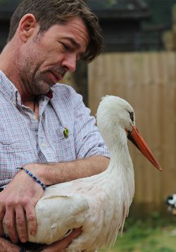 Curator Jamie Craig with a White Stork bred at Cotswold Wildlife Park ahead of its release in Sussex for the White Stork Project.