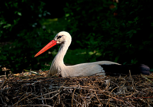 Adult White Stork on the nest.