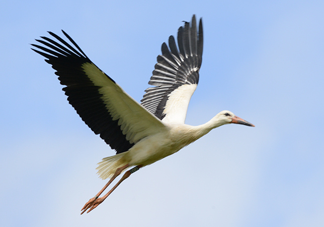White Stork bred at CWP after release