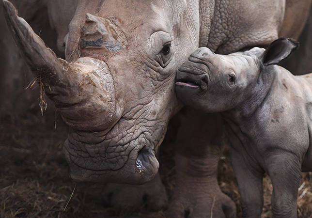 New Rhino calf Mo 7 days old. Photo credit: Paul Nicholls Photography