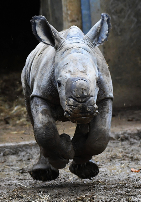 New Rhino calf Mo 7 days old. Photo credit: Paul Nicholls Photography