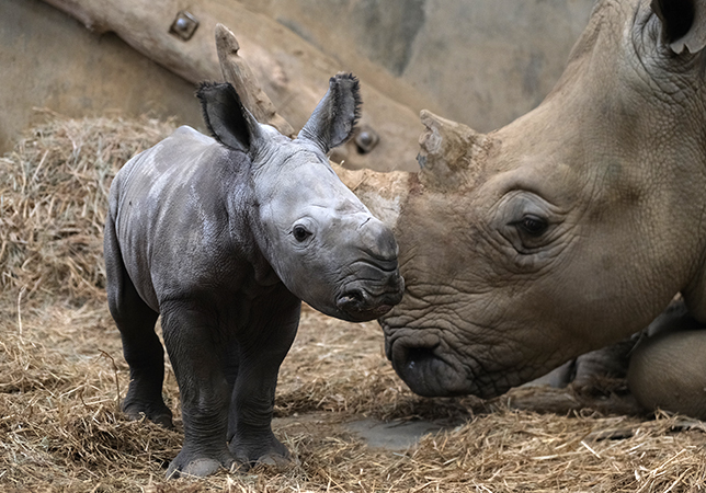 New Rhino calf Mo a few hours after her birth
