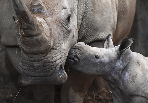 Baby Rhino Mo at 7 Days old