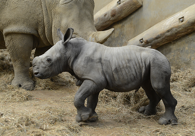 Markus soon after his birth 