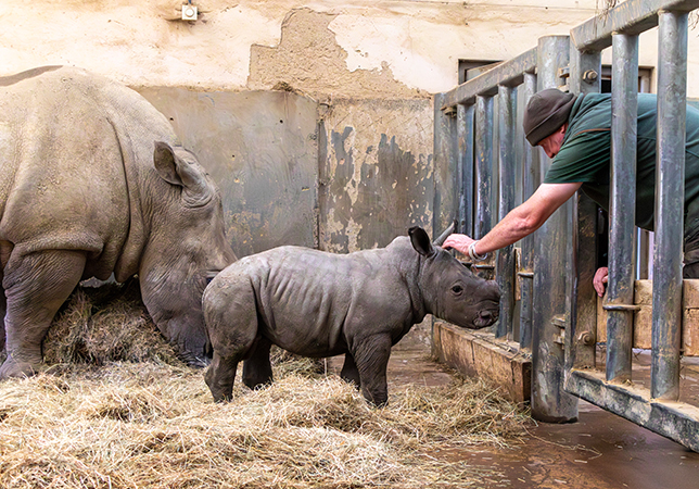 Markus in the Rhino House with Head Keeper Mark | Photo credit: Philip Joyce