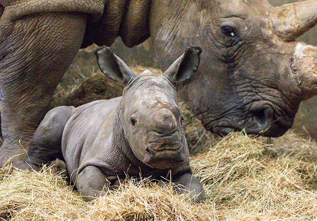 Marcus, the newest member of the Park's Rhino family | Photo credit: Philip Joyce
