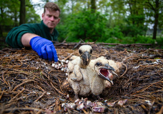 Stork chicks with Richard Wardle assist feeding on the nest at Cotswold WIldlife Park (Photo credit: Philip Joyce).