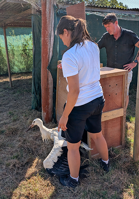 Curator and Mangaing Director of Cotswold Wildlife Park Jamie Craig and White Stork Project Officer Laura transporting Stork bred at Cotswold Wildlife Park into release pen at Knepp