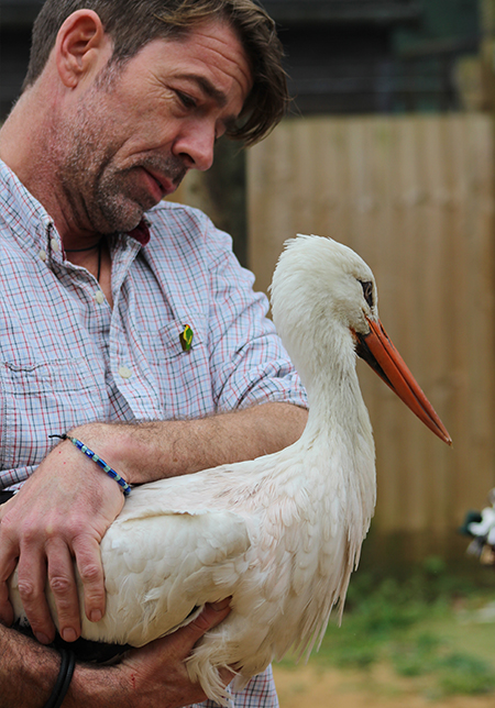 Curator and Managing Director of Cotswold Wildlife Park, Jamie Craig, with a White Stork bred at Cotswold Wildlife Park ahead of its release from Knepp Castle Estate