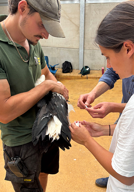 Storks bred at Cotswold Wildlife park being fitted with tracking tags (Photo credit: White Stork Project)